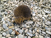 Hedgehog, walking on gravel