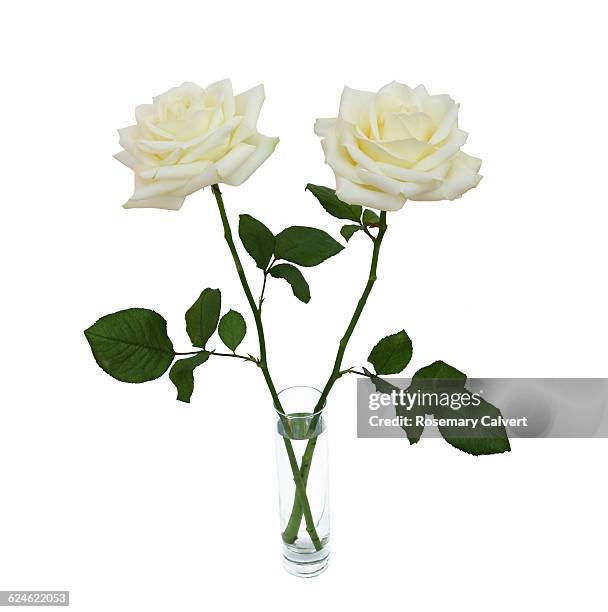 Two White Roses Opening White Roses Photos and Premium High Res Pictures - Getty Images