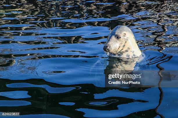 Baltic gray seal lives in the Research Station of the University of Gdansk on the Hel Peninsula named Fokarium is seen in Hel, Poland on 20 November...