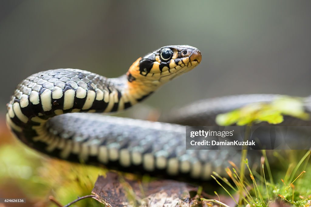 Grass snake