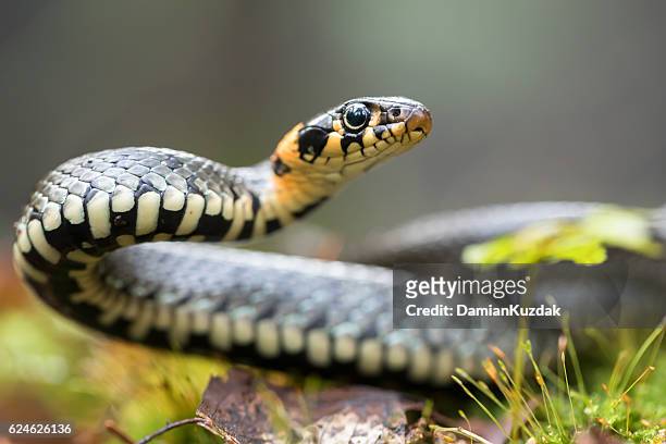 grass snake - animal body part stock pictures, royalty-free photos & images