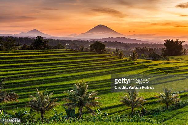 rice terraces at sunrise, bali, indonesia - reisterrasse stock-fotos und bilder