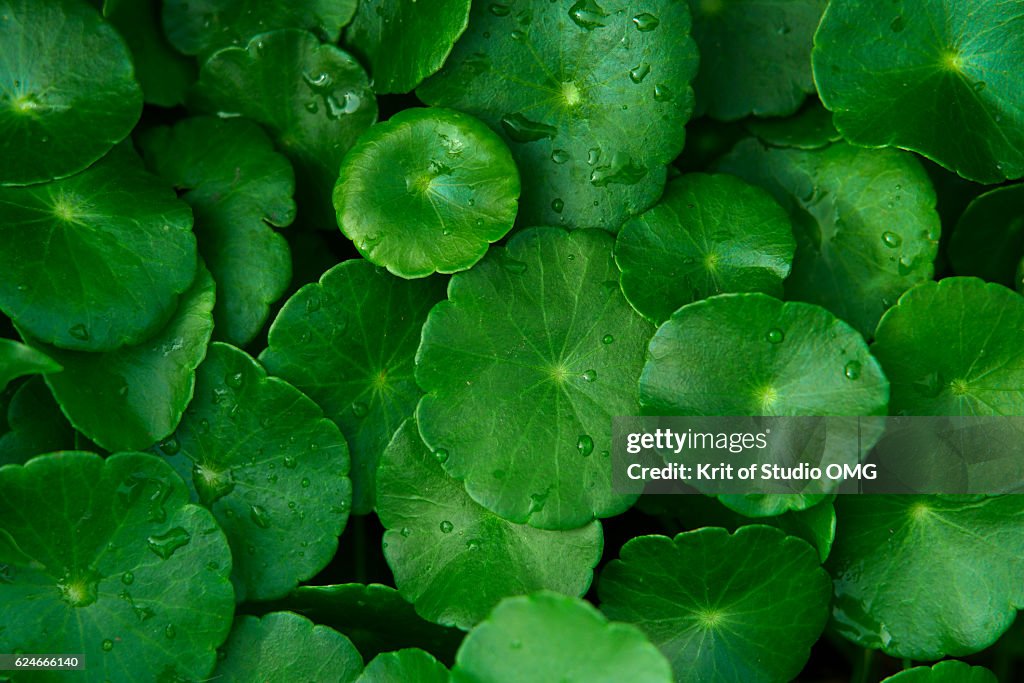 Water Pennywort leaves pattern