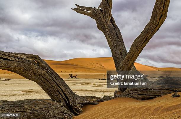 dead camelthorn tree in deadvlei, namibia - ignatius tan stock-fotos und bilder