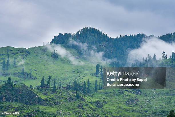 green forest pine mountain on the way from manali to leh ladakh , india - rohtang stockfoto's en -beelden