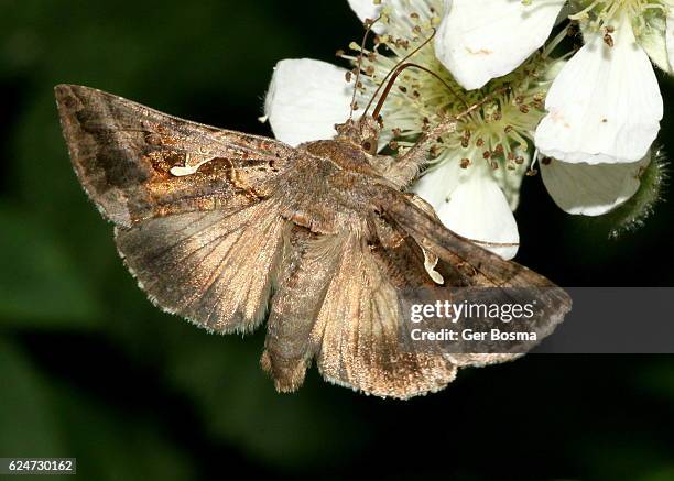 eurasian silver y moth feeding - moth stock pictures, royalty-free photos & images