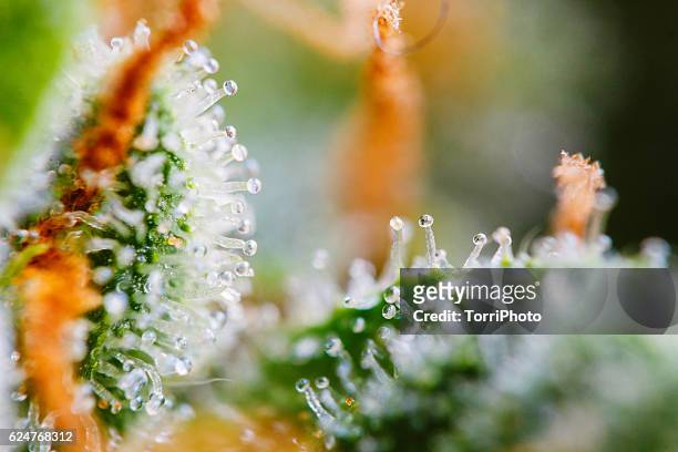 closeup of trichomes on marijuana - trichome stock pictures, royalty-free photos & images