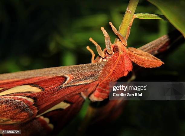 atlas moth, attacus atlas, saturniidae, lepidoptera - macro of head and antenna - mariposa nocturna atlas fotografías e imágenes de stock