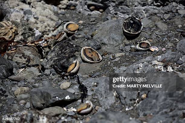 Paua shellfish lay dead where they would have been covered by water before the November 14, 7.8 earthquake that hit Kaikoura, in Oaro on November 21,...