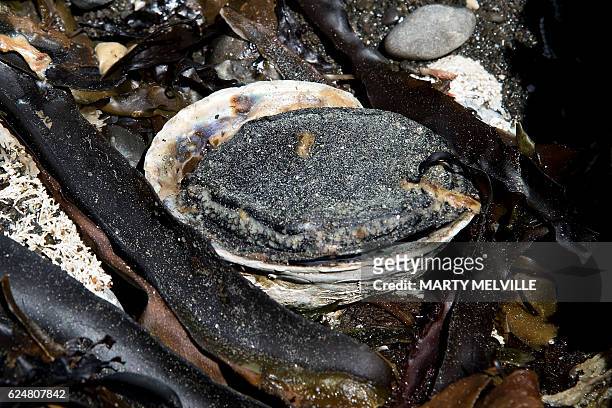 Paua shellfish lays dead where it would have been covered by water before the November 14, 7.8 earthquake that hit Kaikoura, in Oaro on November 21,...
