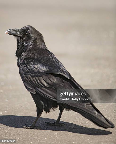 c. c. principalis (raven) - dead raven stock pictures, royalty-free photos & images