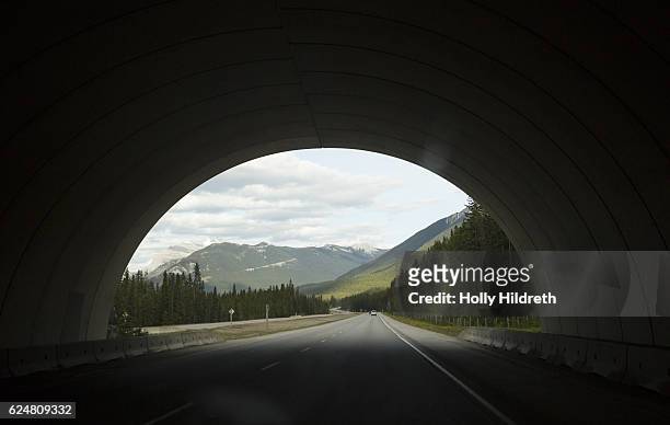 wildlife crossing bridge - autopista transcanadiense fotografías e imágenes de stock