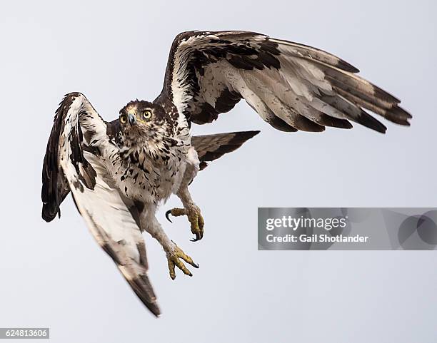African Hawk Eagle Photos And Premium High Res Pictures Getty Images african-hawk-eagle-photos-and-premium-high-res-pictures-getty-images