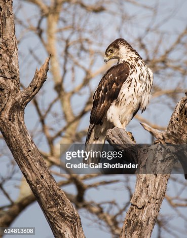 African Hawk Eagle perched African Hawk Eagle perched