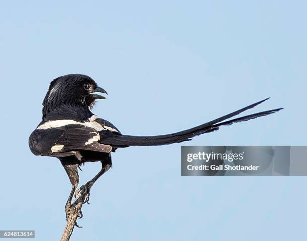 magpie shrike perched - magpie shrike stock pictures, royalty-free photos & images