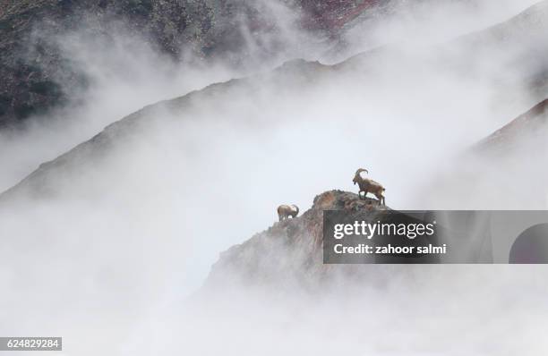 himalayan ibex - ibex fotografías e imágenes de stock