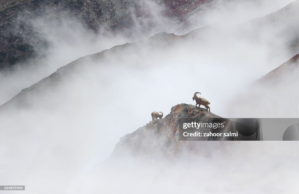 Himalayan Ibex