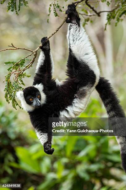 black-and-white ruffed lemur,varecia variegata variegata ,vakôna forest lodge, andasibe, madagascar - lemur stock-fotos und bilder