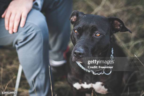 mein niedlicher pit bull hund - american pit bull terrier stock-fotos und bilder