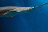 sawfish shark family underwater close up detail