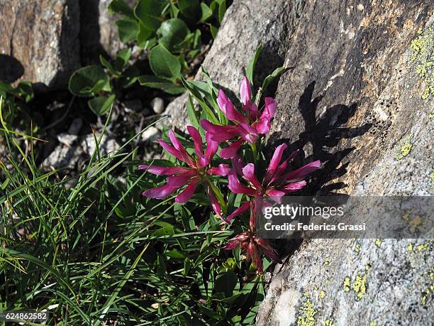 trifolium alpinum on granite rock in the swiss lepontine alps - trifolium alpinum stock pictures, royalty-free photos & images