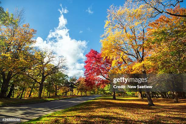 autumn leaves with colorful trees in rochester city of new york. - rochester new york state foto e immagini stock