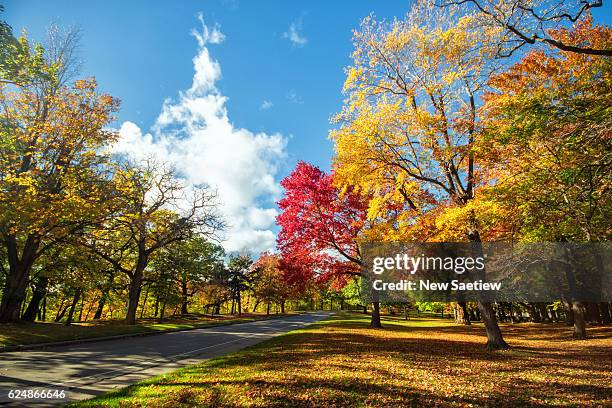 autumn leaves with colorful trees in rochester city of new york. - rochester stock pictures, royalty-free photos & images