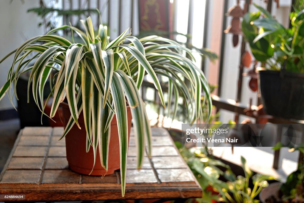 Spider plant-Home balcony-India