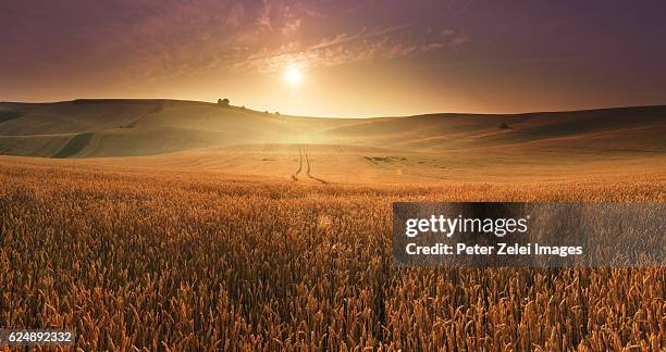 summer sunrise - kornfeld stock-fotos und bilder