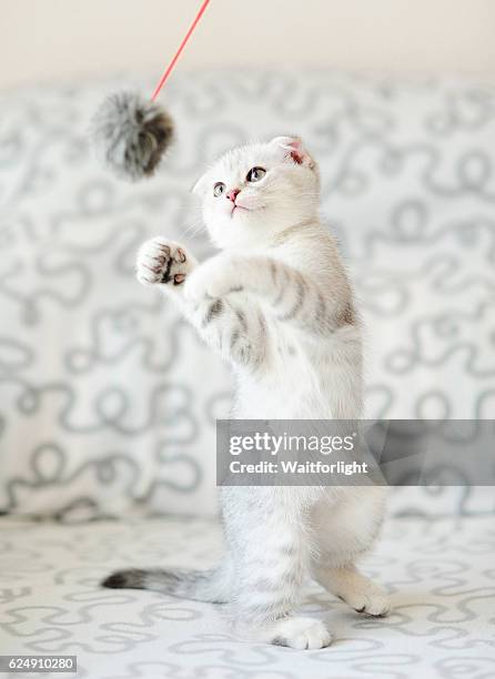 kitten with gray-white hair play feather toy - cats toy stock pictures, royalty-free photos & images