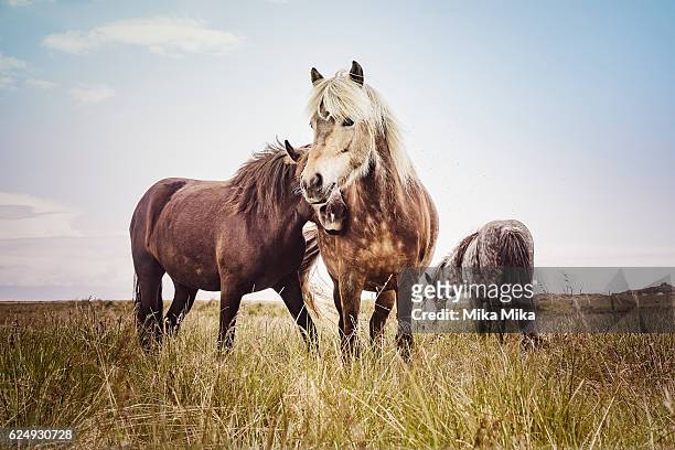 icelandic horses - pferd natur stock-fotos und bilder