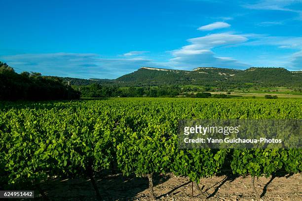 vineyards, corconne, pic saint loup,herault, france - languedoc rousillon stock-fotos und bilder