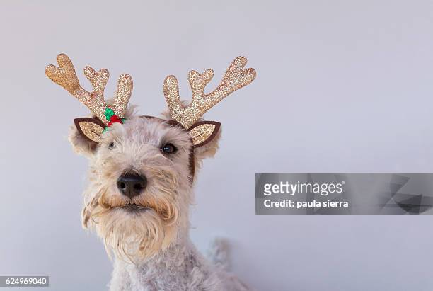 dog christmas - funny christmas dog stock pictures, royalty-free photos & images