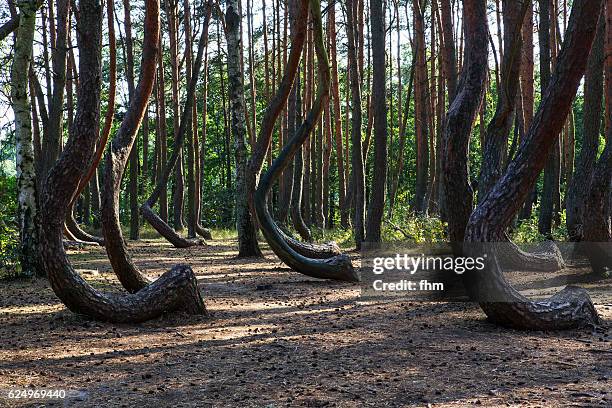 the crooked forest (polish: krzywy las), a grove of oddly-shaped pine trees (poland/ west pommerania) - bendy ストックフォトと画像