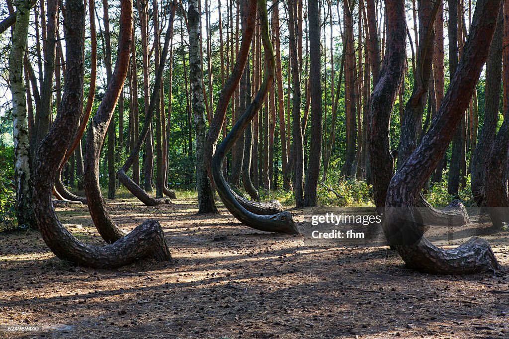 The Crooked Forest (Polish: Krzywy Las), a grove of oddly-shaped pine trees (Poland/ west Pommerania)