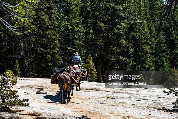 horses transporting goods in high sierra - high sierra trail stock pictures, royalty-free photos & images