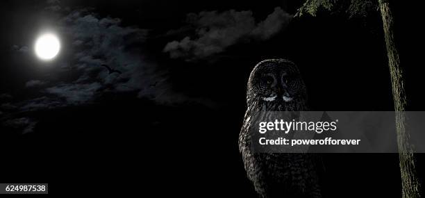 búho encaramado en un árbol por la noche bajo una luna llena - ave de rapiña fotografías e imágenes de stock