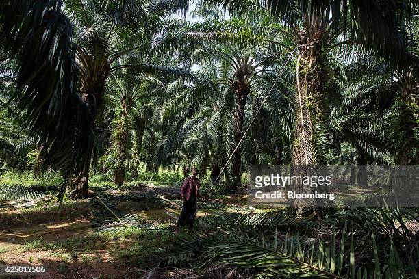 Worker uses a harvesting sickle to cut fronds from a palm tree at a Yuzana Group palm oil plantation near Kawthaung, Tanintharyi Region, Myanmar, on...