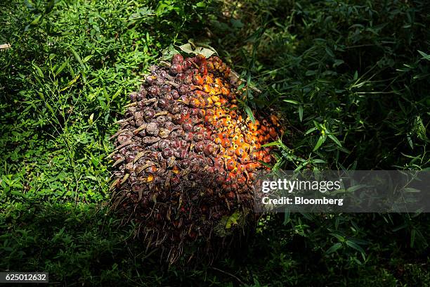Palm oil fruit bunch sits on the side of the road at a Yuzana Group palm oil plantation near Kawthaung, Tanintharyi Region, Myanmar, on Tuesday, Nov....