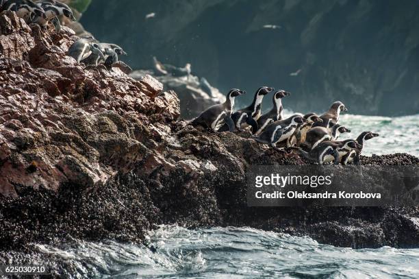 large flock of humboldt penguins climbing down the cliffs to water. - national wildlife reserve fotografías e imágenes de stock