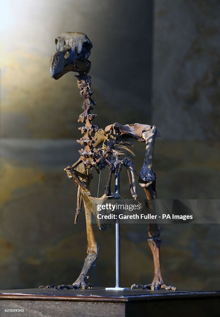 Dodo skeleton sale