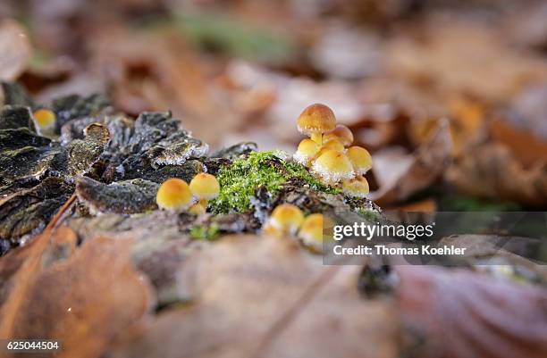 Biesenthal, Germany Mushrooms grow on a mossy tree trunk in the nature reserve Biesenthaler Becken on November 13, 2016 in Biesenthal, Germany.