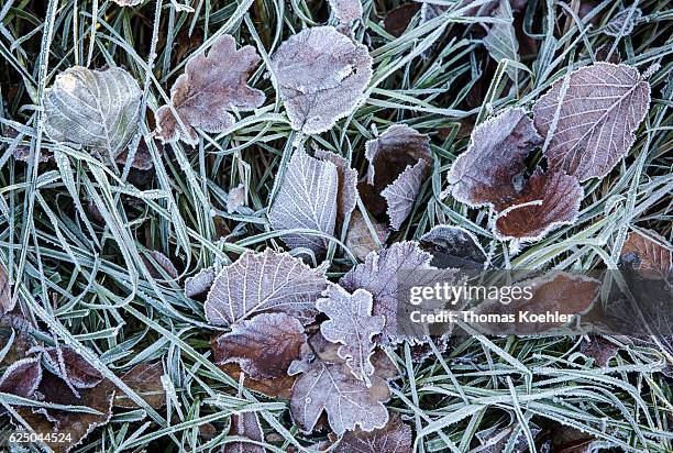 Biesenthal, Germany Foliage with hoarfrost on a meadow. Autumn mood in the nature reserve Biesenthaler Becken on November 13, 2016 in Biesenthal,...