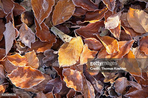 Biesenthal, Germany Foliage with hoarfrost on a meadow. Autumn mood in the nature reserve Biesenthaler Becken on November 13, 2016 in Biesenthal,...