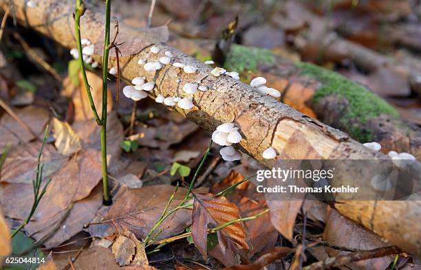 Biesenthal, Germany Mushrooms grow on a tree trunk in the nature reserve Biesenthaler Becken on November 13, 2016 in Biesenthal, Germany.