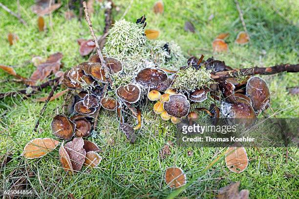 Biesenthal, Germany Mushrooms with hoarfrost in the nature reserve Biesenthaler Becken on November 13, 2016 in Biesenthal, Germany.