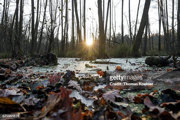 Biesenthal, Germany Evening mood in the Erlenbruch in the nature reserve Biesenthaler Becken on November 13, 2016 in Biesenthal, Germany.