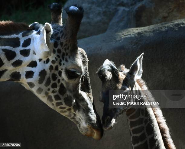 Recently born and unnamed baby female Masai giraffe calf bonds with her father named Phillip at the Los Angeles zoo in California on November 22,...