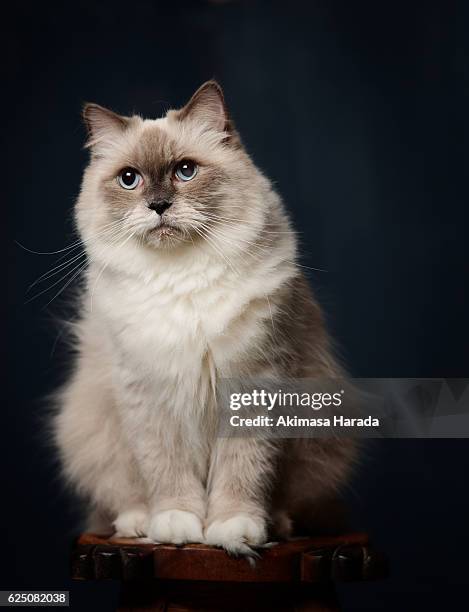 ragdoll cat - purebred cat bildbanksfoton och bilder
