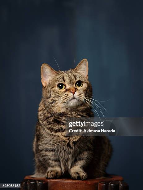 munchkin cat standing on the wooden table - munchkin cat bildbanksfoton och bilder